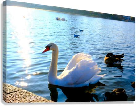 Wings of Love 4B Canvas Print