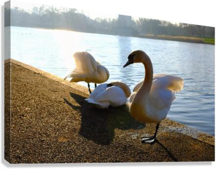Swan Yoga Morning Stretch 3 Canvas Print