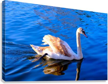 Baby Swan Cygnet 2 Canvas Print