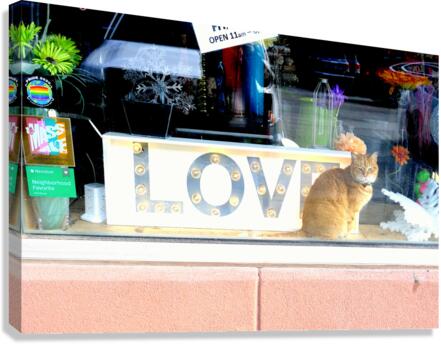 Cat in Window Canvas Print
