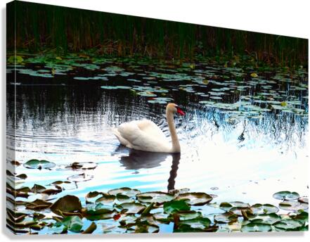 Silent Glide Canvas Print