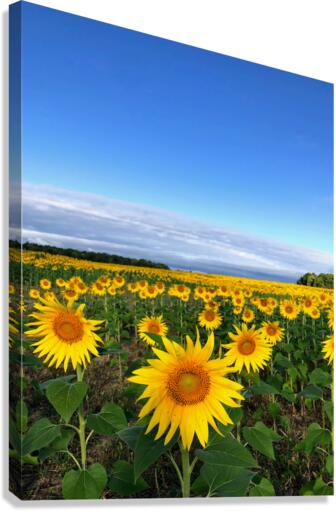 Fields of Joy Canvas Print