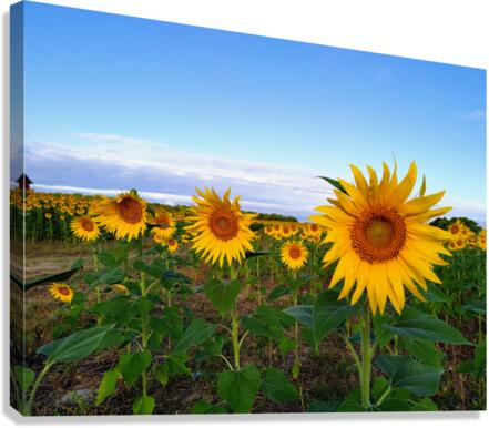 A Golden Gaze Canvas Print