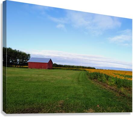 Raising Sunshine Sunflower Farm Canvas Print
