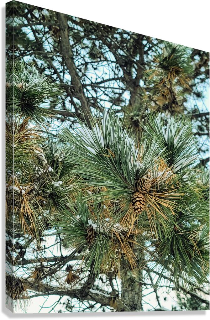 Winter Pinescape Canvas Print