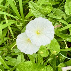 Paired in Bloom: Bindweed Duo