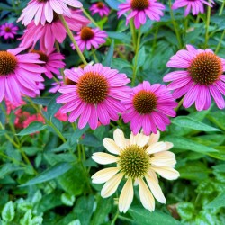 Pink & Cream Petalscape