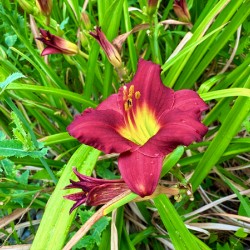 Fireheart Daylily