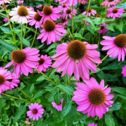 Field of Echinacea Dreams