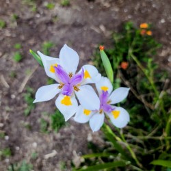 Fortnight Lily Flowers:  The Unfolding of African Iris in Earth’s Stillness