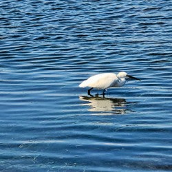 The Silent Hunt: A Lone Heron in Blue