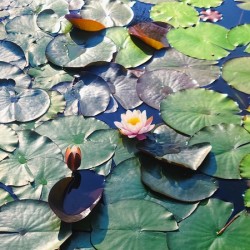 Lotus Lily Love: Promise of the Bloom