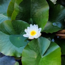 Emerald Cradle of Calm