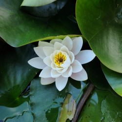 The Heart Within: Petals of Peace