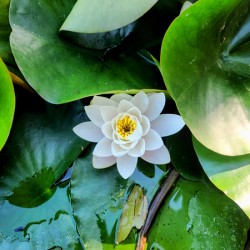 White Radiance in Green Silence