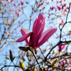 The Quiet Language of Petals