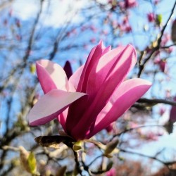 The Velvet Moment Between Bud and Bloom