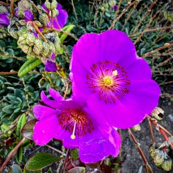 Rock Purslane: Pulse of the Desert Bloom
