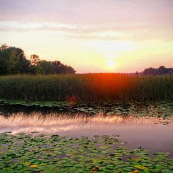 Over Lilyglass Waters: A Dawn Reawakens