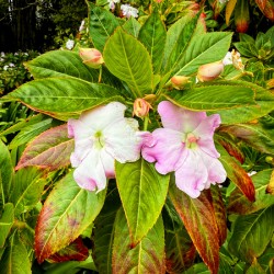 Floravox: The Soft-Spoken Twins