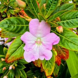 Impatiens: Soliloquy in Pink