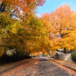 Fall Over the Road: Whispers of Fall