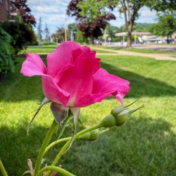 Petal by Petal: Becoming Beautiful Without Permission