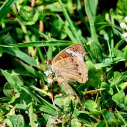 Ephemeral Spirits in Green Silence