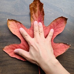 Holding Onto Fall: Nature’s High Five