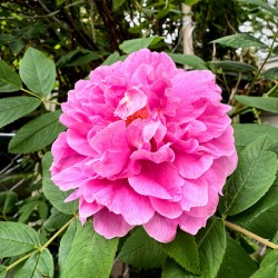 Rugosa Rose: Still She Blooms