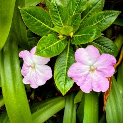 Twin Beauty & Symmetry