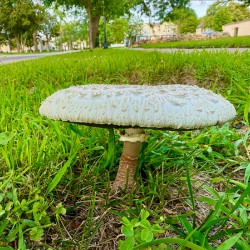 Capstone of the Lawn