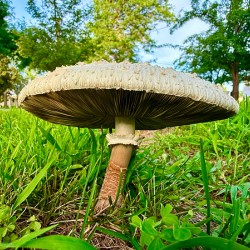 The Watcher in the Grass