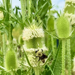 Nature’s Bristle Crown
