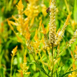 Yellow Wool Flower: Fields of Fire and Flight