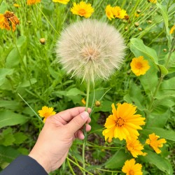 The Wild Stillness Between Wishes