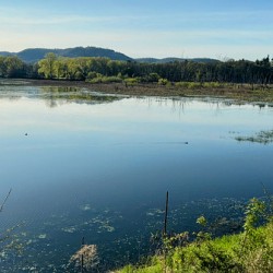 Serene Lakeside View with Forest and Hills