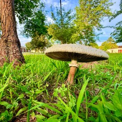 The Lone Umbrella of Morning Light