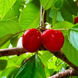 Twin Suns on the Orchard Axis