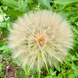 Prairie Starburst: A Prayer in Plant Form
