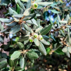 Beneath the Olive Shade