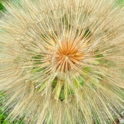 Nature’s Compass: All Directions One Origin