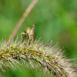 Smiling Happy Hopper on the Wild Silk Spine