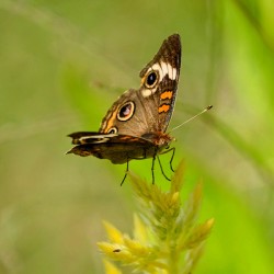 Buckeye Butterfly: Nature’s Tiny Oracle