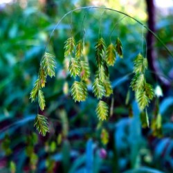 Silent Green Wind Chimes 2