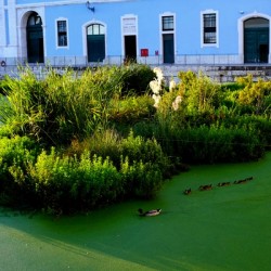 Ducking the Tourists