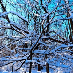 Frozen Limbs 3B