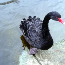 A Black Swan Moment 3