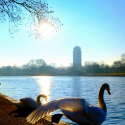 Swan Yoga Morning Stretch
