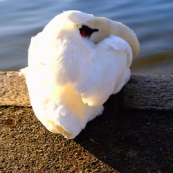 Swan at Rest